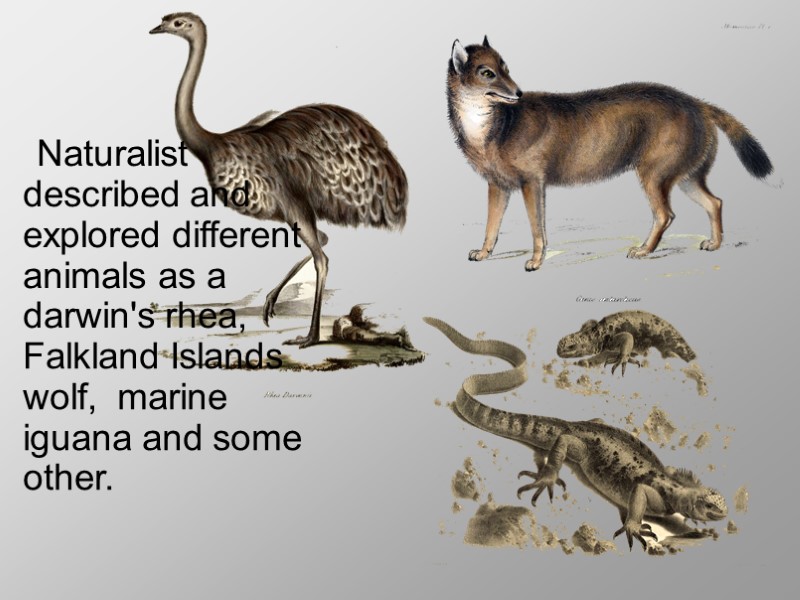 Naturalist described and explored different animals as a darwin's rhea, Falkland Islands wolf, 